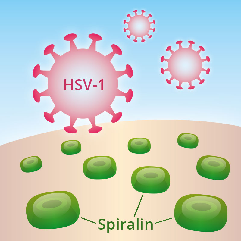 Spiralin Herpes