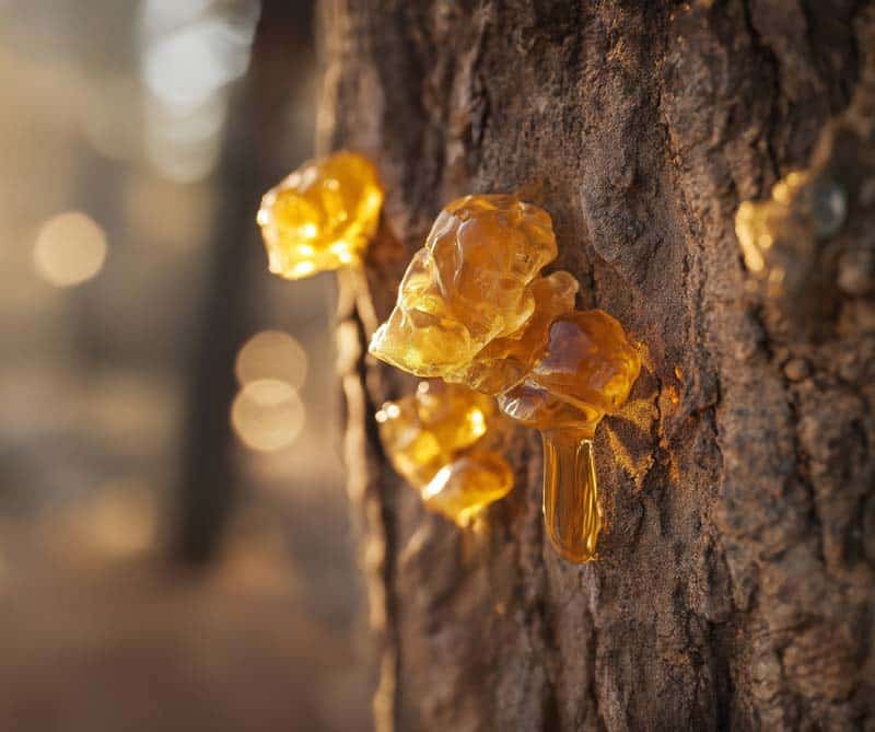 Harz tropft von einem Baum
