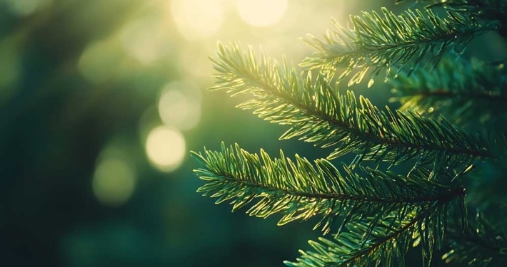 Nahaufnahme von Sonnenlicht durchfluteten Kiefernnadeln