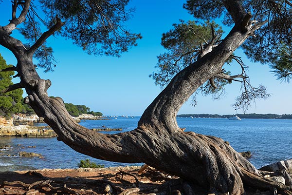 Strandkiefer am Meer