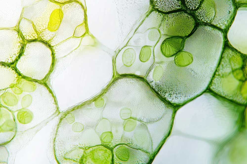 Mikroskopische Ansicht von Pflanzenzellen